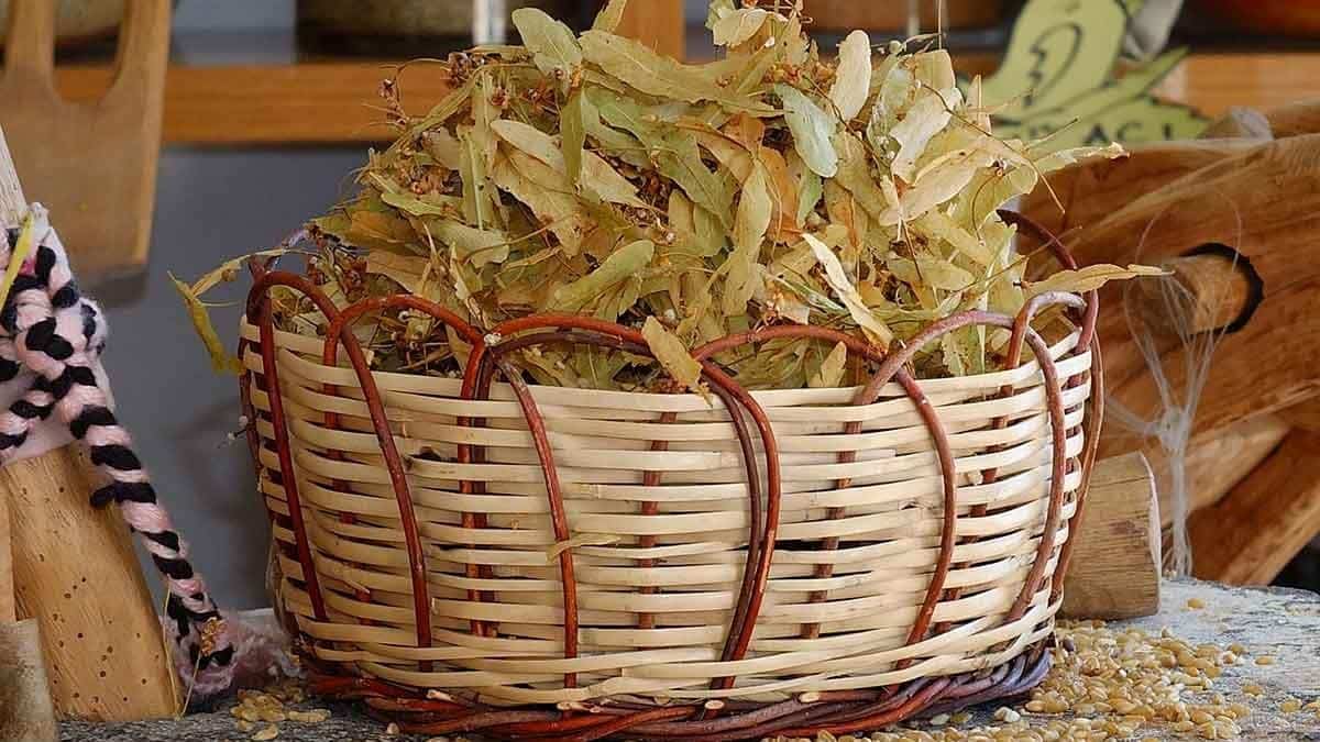 Ihlamurun Mucizevi Faydaları Nelerdir? 1 Ihlamurun Mucizevi Faydaları 2