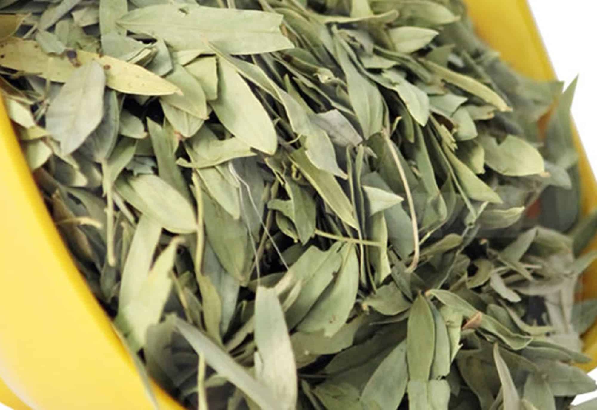 Sinamekinin Faydaları Nelerdir? 1 Sinamekinin Faydaları 2