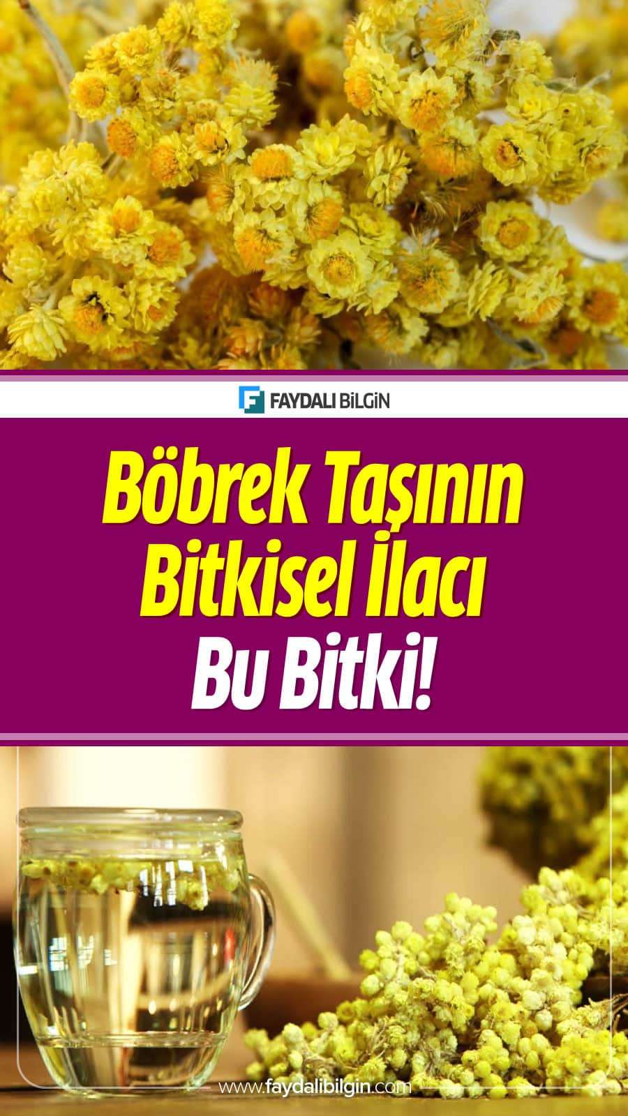 Altın Otunun Faydaları, Altın Otu Kürleri Altın Otu Çayı Nasıl Demlenir? Kısaca Altın otu hakkında tüm detaylar haberimizde.