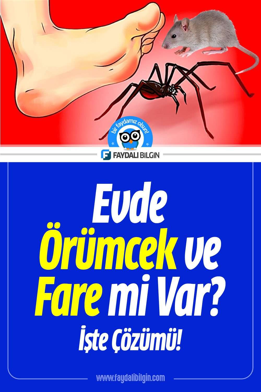 evde örümcek ve fare mi var? i̇şte çözümü