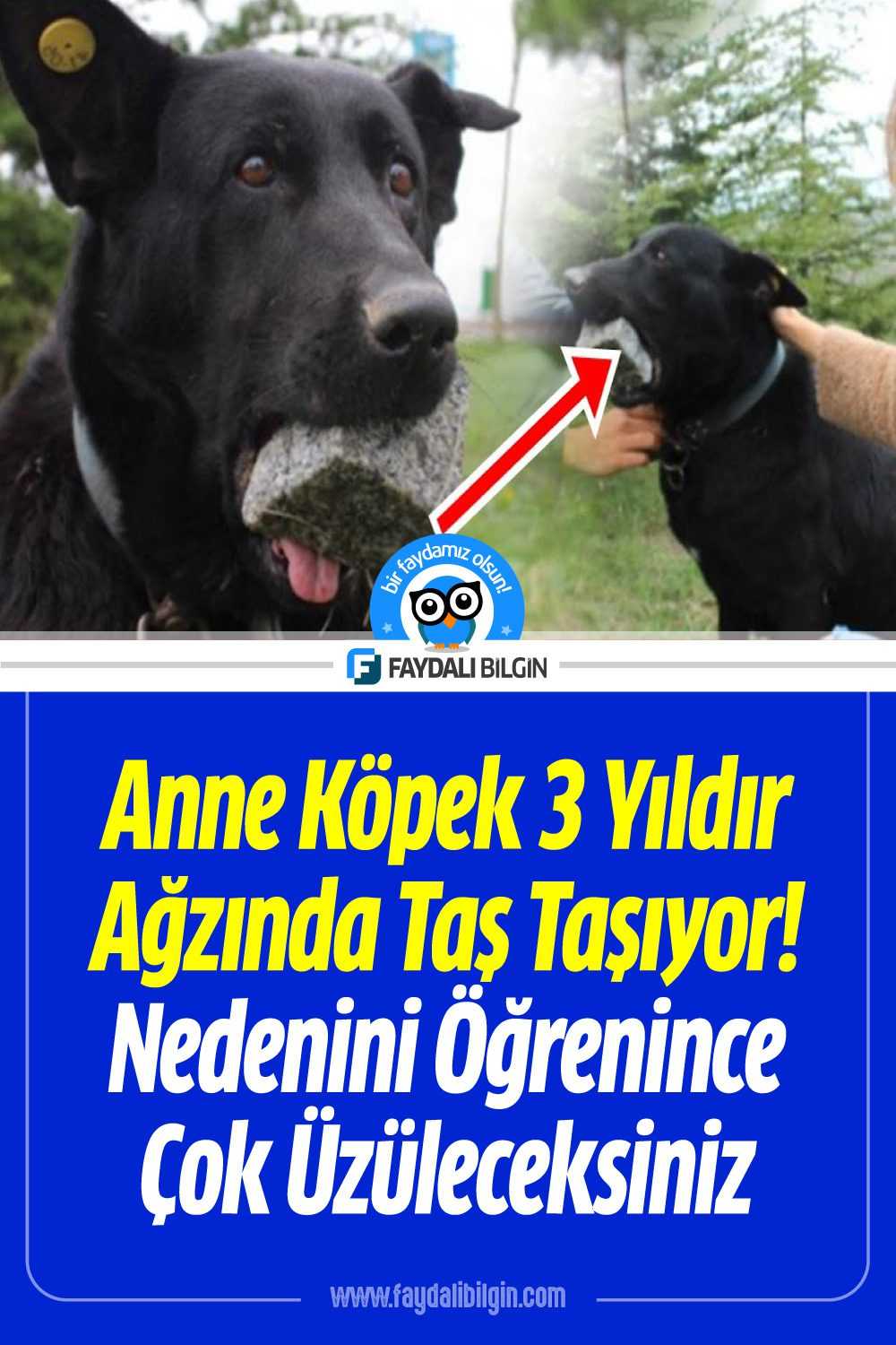 anne köpek 3 yıldır ağzında taş taşıyor nedenini öğrenince çok üzüleceksiniz!