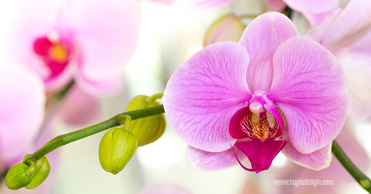 Orkide bakımında nelere dikkat edilir?