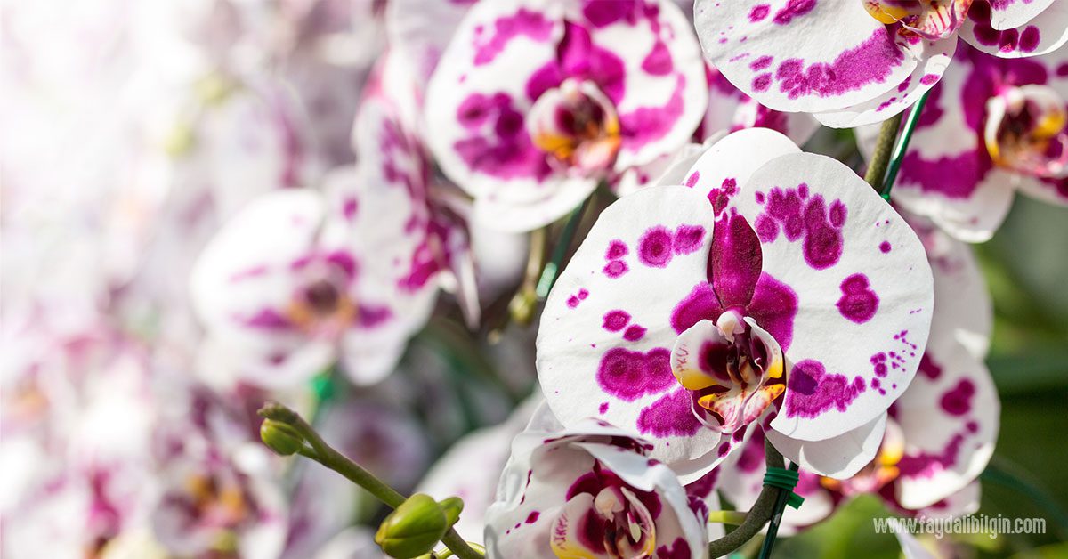 orkide ne sıklıkla sulanır?