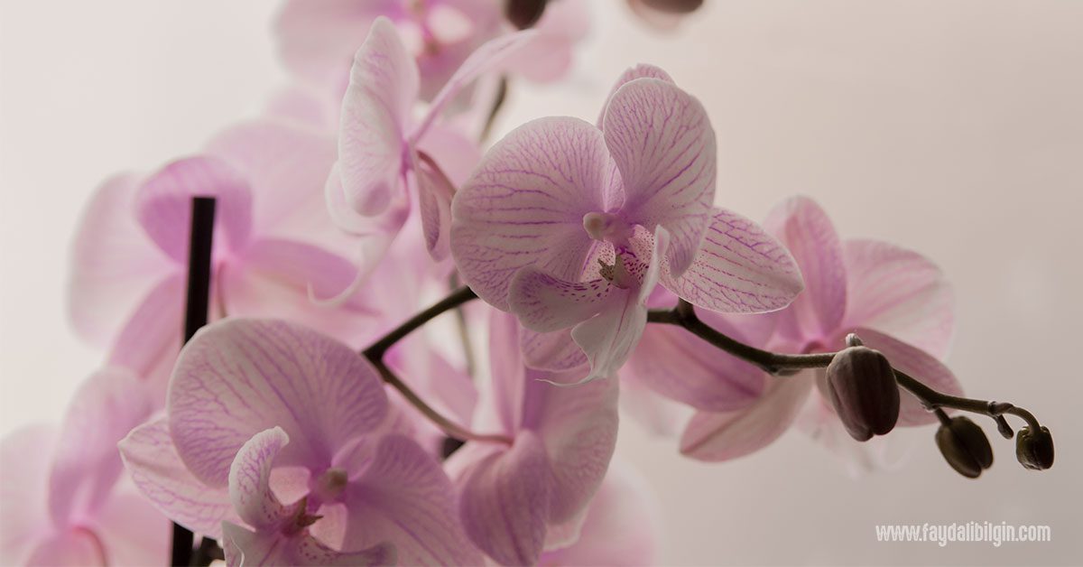 Orkidenin özellikleri ve kökleri