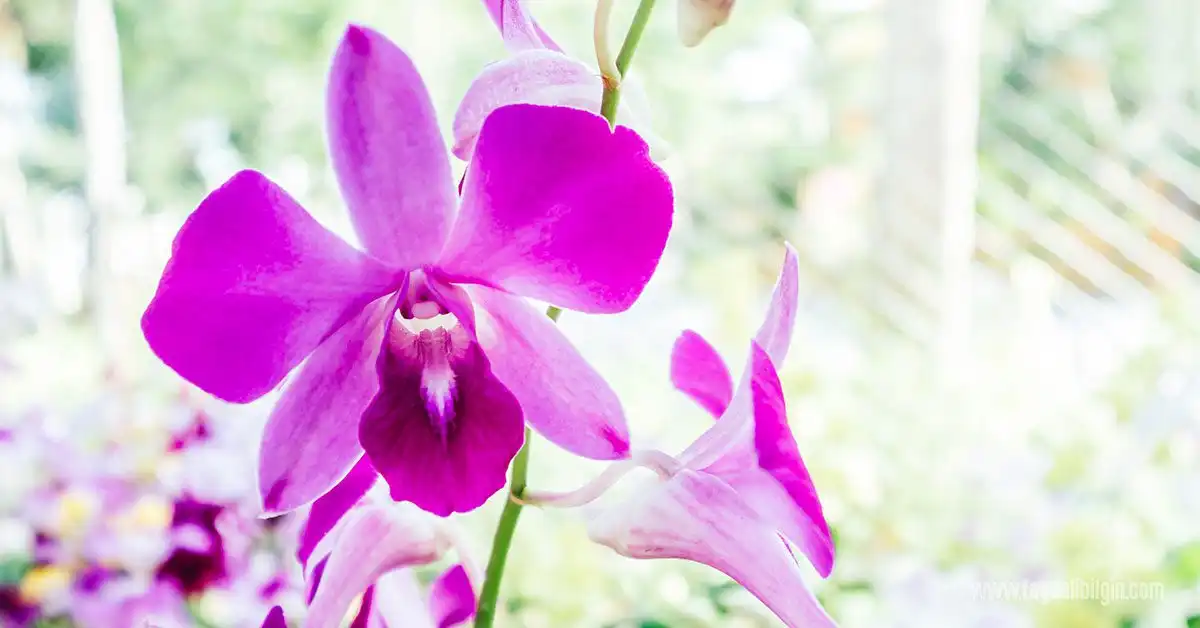 orkide için ideal ışık ve oda sıcaklığı nedir?