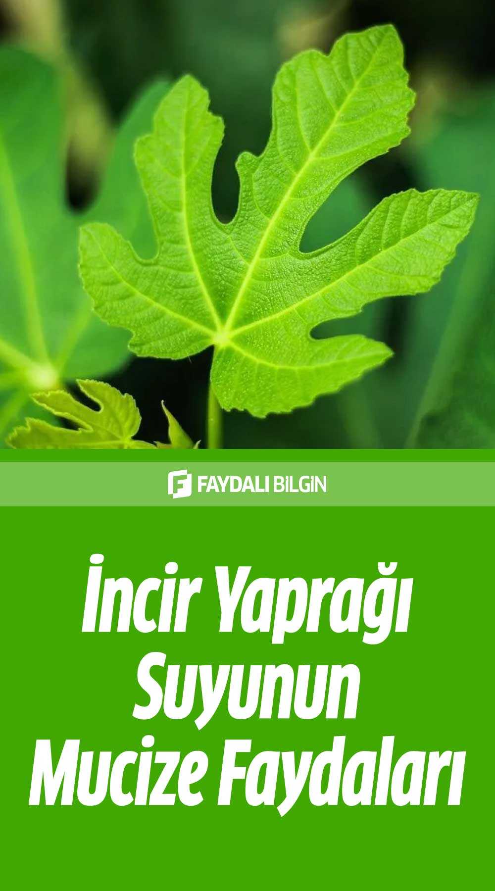 i̇ncir yaprağı suyunun mucize faydaları