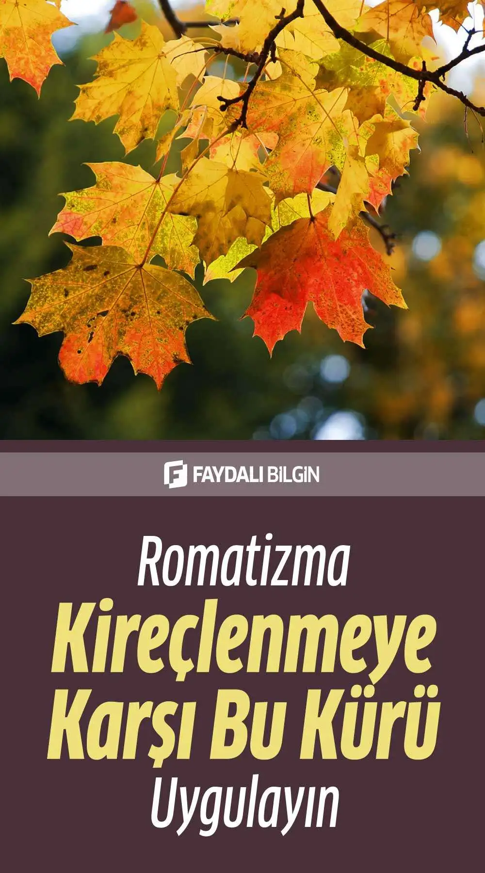 romatizma ve kireçlenmeye çınar yaprağı kürü